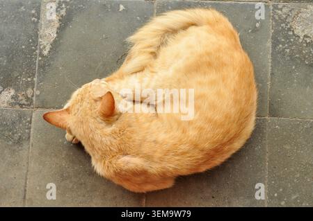 Sleeping Orange Tabby Cat Curled on Tile Floor Stock Photo