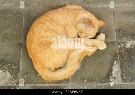 Sleeping Ginger Cat on Stone Tile Floor Stock Photo