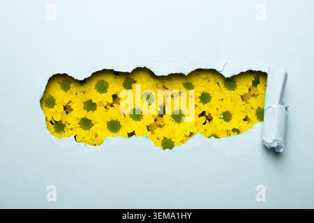 Bright yellow chrysanthemum flowers, view through hole in torn light blue paper Stock Photo