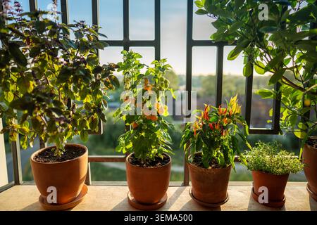 Homegrown thai Basil plant, dwarf yellow tomato cherry, thyme, red hot chili pepper, citrus tree in pots on french balcony. Cultivation homegrown aroma spicy herbs, vegetables. Indoor gardening Stock Photo