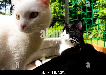 Two adorable cats, one white and one tuxedo, relaxing comfortably in a pet-safe enclosure on a balcony during a bright, sunny summer afternoon Stock Photo