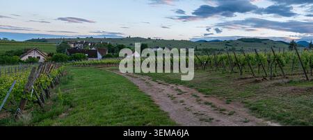 A charming countryside path winds through cultivated vineyards near a tranquil Alsace village, with the evening sky. Stock Photo
