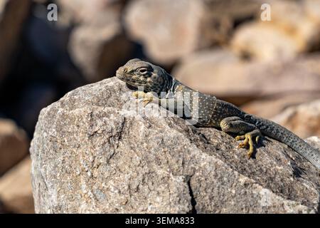 A male Eastern Collared Lizard basking on a rock in Death Valley National Park, California. Stock Photo