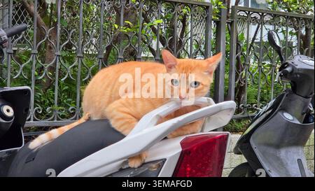 Stray ginger tabby cat resting on a parked motor scooter on a city street close up Stock Photo