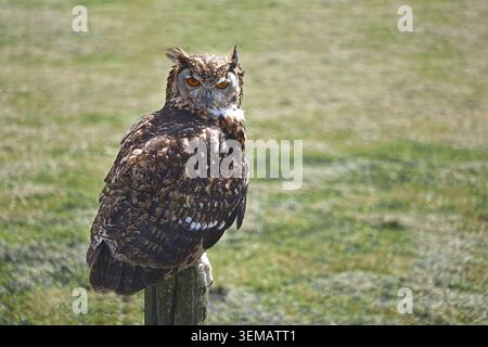 Eurasian eagle-owl, or Bubo bubo perched on a post. It has prominent ear tufts and striking orange eyes Stock Photo