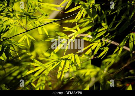 Sunlight Filtering Through Vibrant Green Bamboo Leaves in a Dense Forest Stock Photo