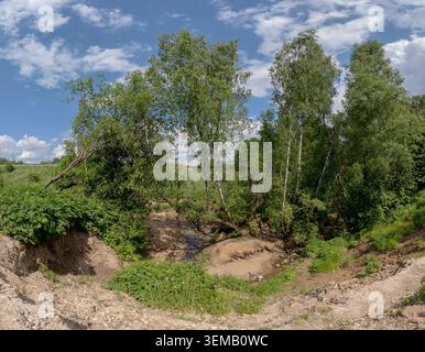 Slender birch trees stand inside a deep sunlit ravine under a blue cloudy sky. Dry sandy earth and green grass cover the steep gully slopes on a brigh Stock Photo