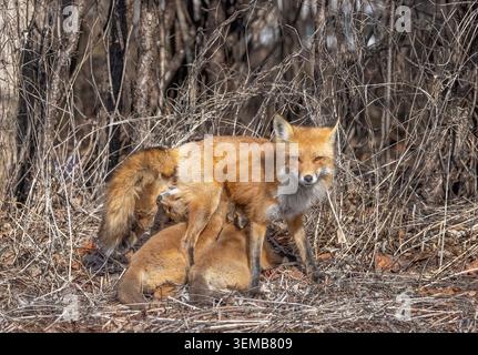 Red fox vixen feeding her kits in the forest in springtime in Canada Stock Photo