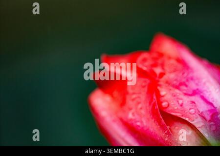 Red peony flower in bloom with water drops on a solid dark background Stock Photo