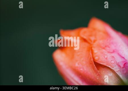 Red peony flower in bloom with water drops on a solid dark background Stock Photo