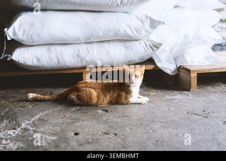 Orange tabby cat resting under stacked white sacks on concrete floor in warehouse or storage area Stock Photo
