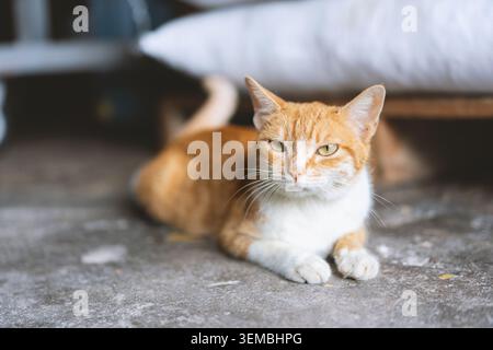 Orange tabby cat resting on concrete floor indoors, soft focus background with white cushion Stock Photo