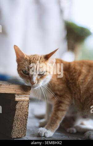 Ginger tabby cat sniffing wooden box in soft natural light, close-up portrait with shallow depth of Stock Photo
