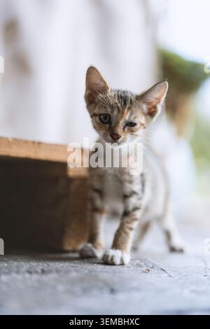 Adorable tabby kitten walking cautiously under wooden bench in soft natural light Stock Photo
