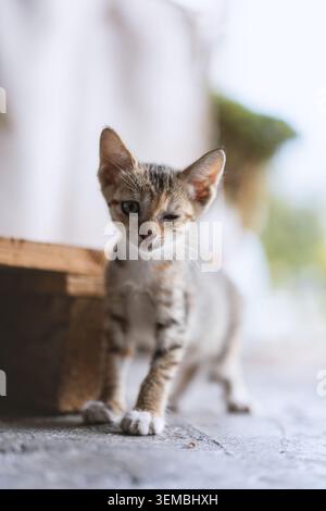 Adorable tabby kitten with one eye open, walking cautiously on concrete near wooden structure in Stock Photo