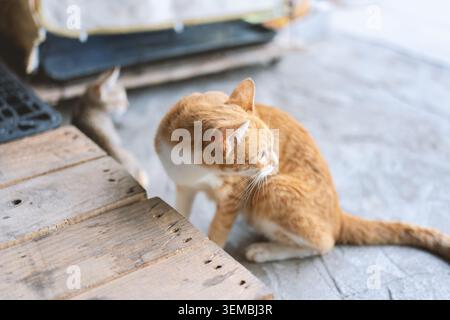 Orange tabby cat sitting on concrete floor beside wooden pallet, curious gaze toward second cat in Stock Photo