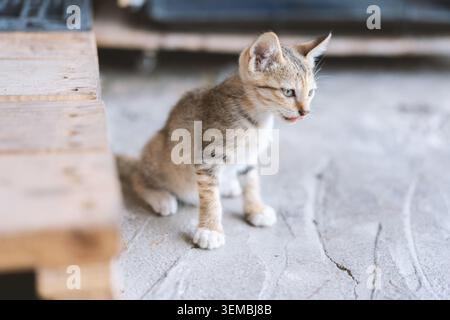 Adorable tabby kitten sitting on concrete floor beside wooden pallet, soft natural light, shallow Stock Photo
