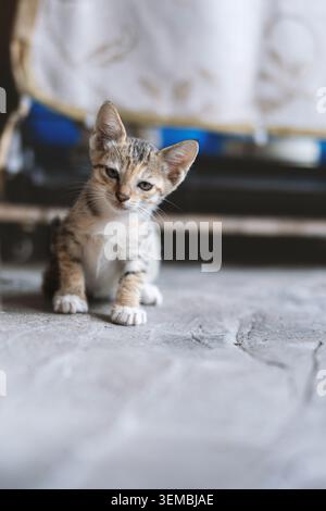 Adorable tabby kitten sitting on concrete floor, curious expression, soft natural lighting, shallow Stock Photo