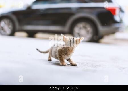 Tiny tabby kitten walking on pavement with blurred black SUV in background, shallow depth of field, Stock Photo