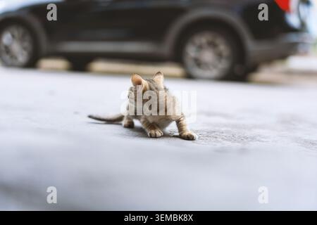 Adorable tabby kitten crawling on concrete pavement with blurred black SUV in background Stock Photo
