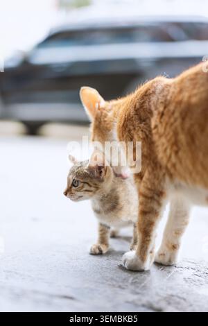 Orange tabby mother cat grooming her striped kitten on wet pavement with blurred car background Stock Photo