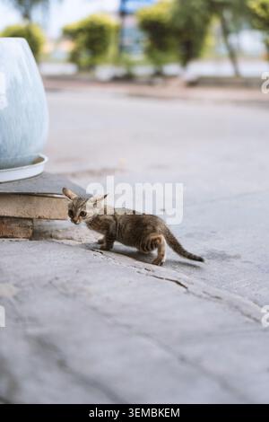 Stray tabby kitten cautiously walking on concrete pavement beside a large ceramic pot in soft Stock Photo