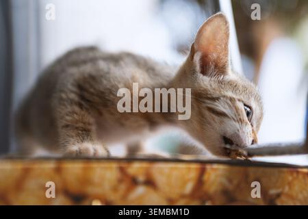 Tiny tabby kitten eating food on wooden surface, close-up shallow depth of field shot Stock Photo