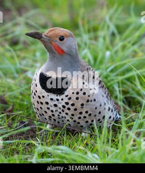 Northern Flicker resting on the ground amid lush green grass, dirt-digging for ants. Joseph D. Grant County Park, Santa Clara County, California. Stock Photo