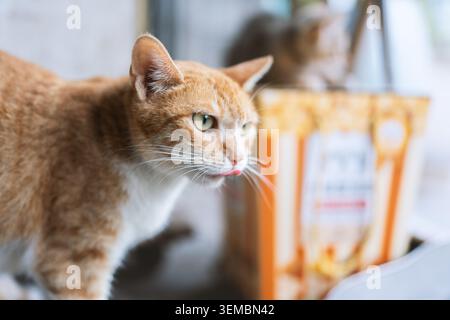 Ginger cat with white chest curiously sniffing near orange snack bag in soft-lit indoor setting Stock Photo