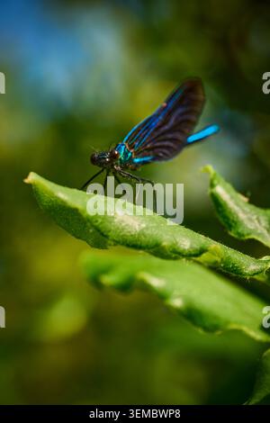 Beautiful Demoiselle damselfly sitting on a leaf on a sunny day Stock Photo