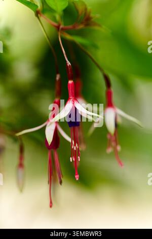 Fuchsia magellanica 'Logan Woods' Stock Photo