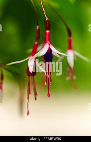 Fuchsia magellanica 'Logan Woods' Stock Photo