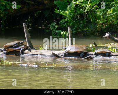 Eastern Spiny Softshell turtle, Apalone spinifera, on a log at Mohican State Park, Ohio Stock Photo