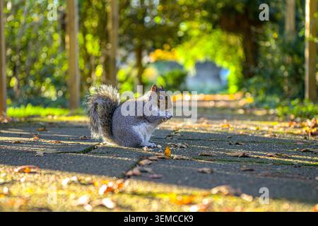 Grey squirrel feeding on a sunlit garden pathway Stock Photo