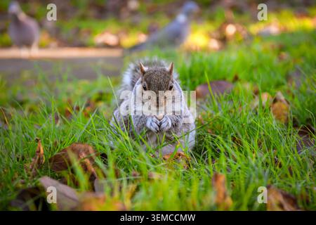 Grey squirrel holding a nut while sitting in autumn grass Stock Photo
