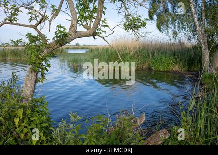 Peaceful Lake Framed by Tree Branches and Lush Green Vegetation with Reed Beds Along the Shore in a Natural Summer Landscape Stock Photo