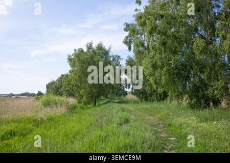 Countryside road passing through a birch alley with a field of dry and green grass under a beautiful cloudy blue sky in summer Stock Photo