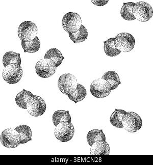 seamless pattern organic longan fruit sketch hand drawn Stock Vector