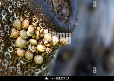 Many small snails closely gathering on textured tree bark, showcasing natural patterns and wildlife abundance outdoors Stock Photo