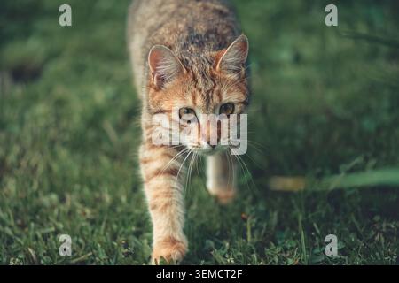 Tabby cat moving stealthily through a vibrant green garden, displaying focused attention and hunting instincts while exploring the outdoor environment Stock Photo