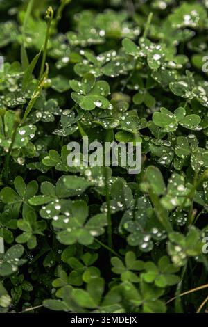 Close-up of fresh spring clover leaves and grass covered with sparkling dew drops, creating a lush green natural background with soft bokeh and gentle Stock Photo