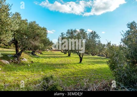 Sunlit spring landscape of an olive grove with scattered trees, fresh green grass, and small wildflower blooms under a bright blue sky with soft cloud Stock Photo