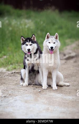 Two Siberian husky sled dogs sit side by side on a dirt path outdoors, tongues out and alert, with green forest background, ideal for walking dogs and Stock Photo