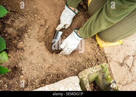 Close-up of a gardener wearing gloves using a hand trowel to dig soil in a garden bed during spring planting, preparing a hole for seedlings near a st Stock Photo