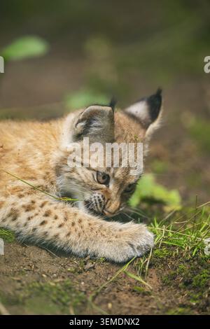 Eurasian lynx (Lynx lynx) youngster (cub) lying in in a forest, playing around, Bavaria, Germany Stock Photo