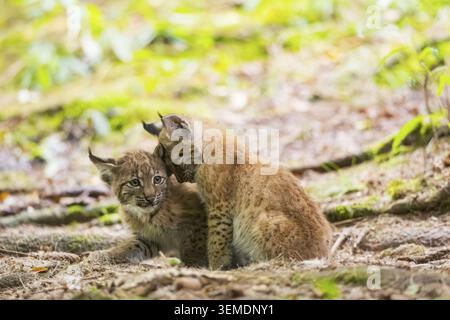 Eurasian lynx (Lynx lynx) youngsters (cubs) in a forest, Bavaria, Germany Stock Photo