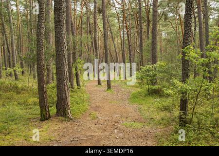 Trail going through Scots pine (Pinus sylvestris), forest, Bavaria, Germany Stock Photo