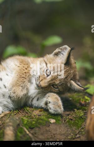 Eurasian lynx (Lynx lynx) youngster (cub) lying in in a forest, playing around, Bavaria, Germany Stock Photo