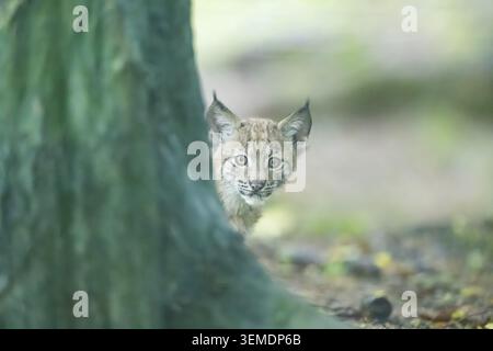 Eurasian lynx (Lynx lynx) youngsters (cub) peeks out from behind a tree in a forest, Bavaria, Germany Stock Photo