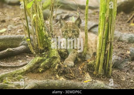 Eurasian lynx (Lynx lynx) youngster (cub) lying in in a forest, playing around, Bavaria, Germany Stock Photo